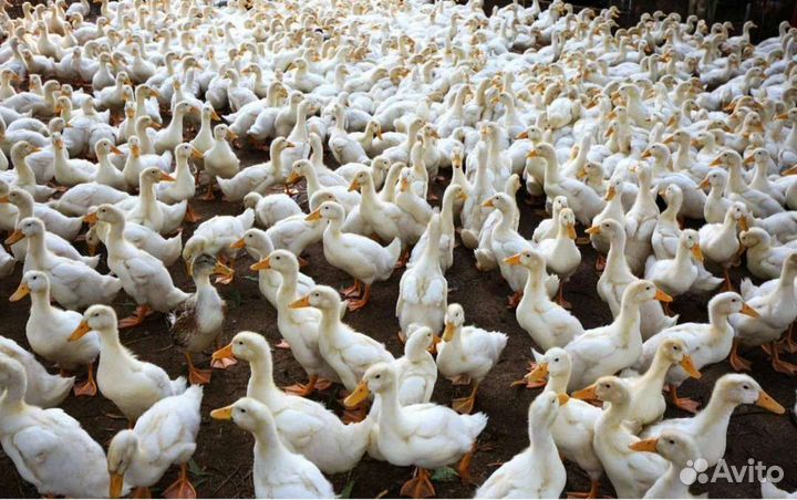 Птичник Ершовский