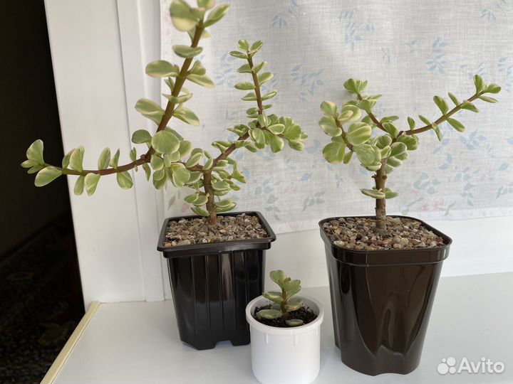 Суккуленты 1