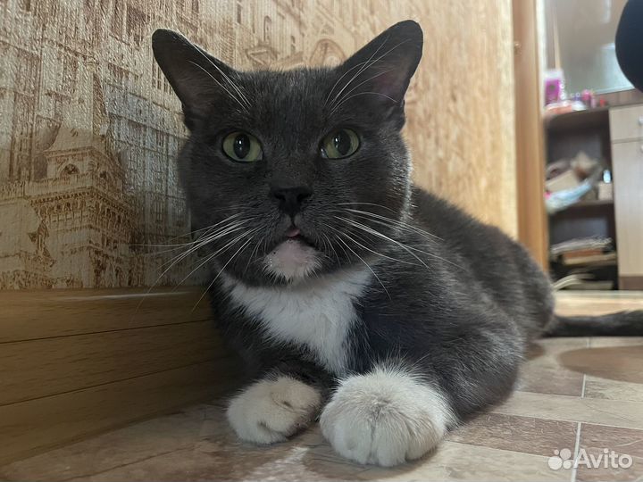 Котики бесплатно в добрые руки