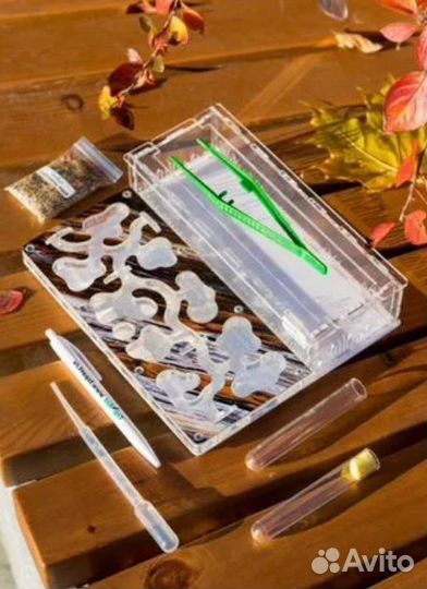 Муравьиная ферма с муравьями