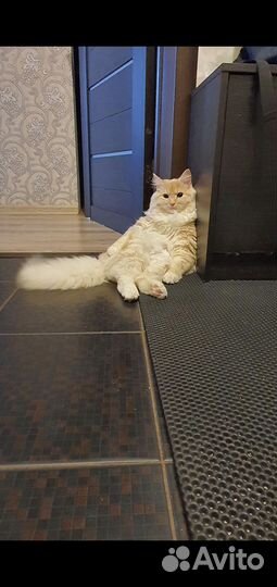 Коты для вязки