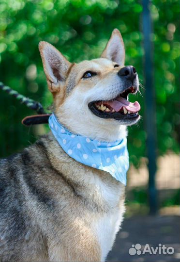 Собаке принцессе не место в приюте,она страдает