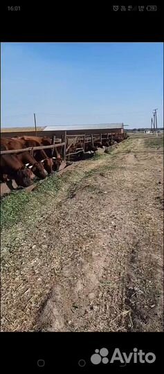 Оператор машинного доения