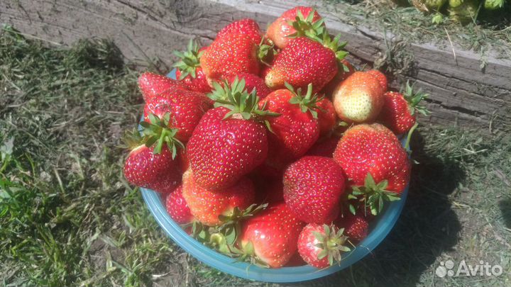 Рассада клубники Луховицы