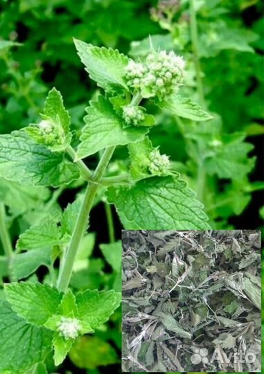 Травы сушёные. Доставка