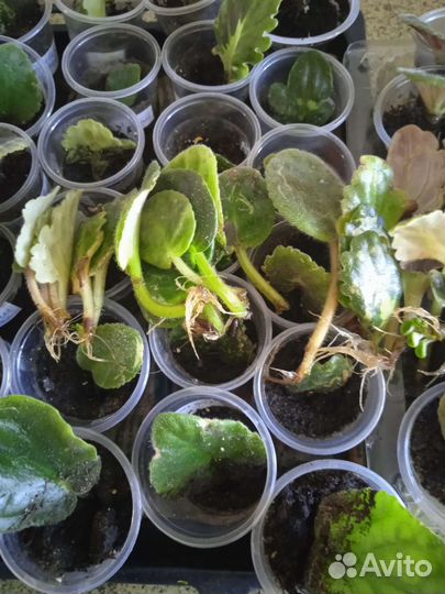 Домашние цветы