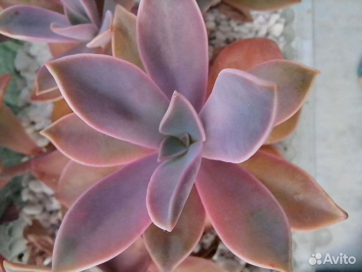 Суккуленты 1