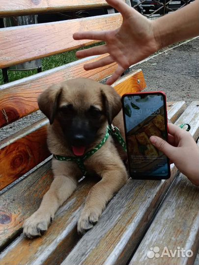 Найдена собака, ищем хозяев