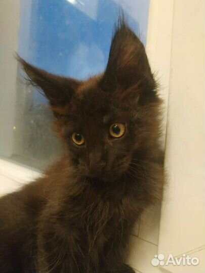 Котятки мейн-кун 2,5 мес чёрные