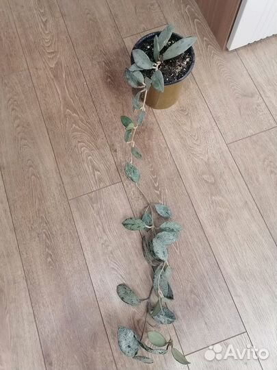 Хойя wilbur graves