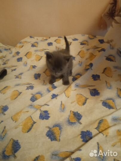 Отдам котят