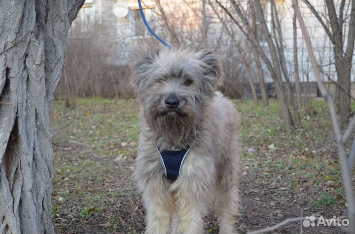 Собака из приюта ищет дом