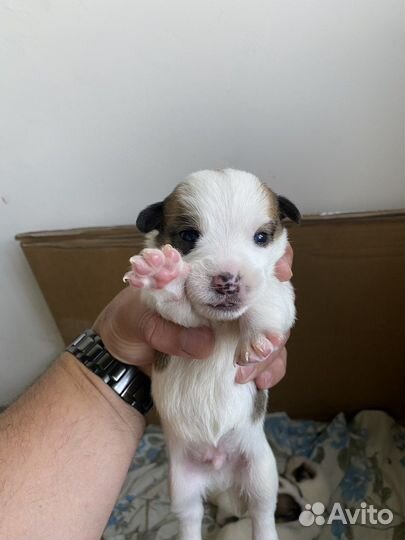 Джек Рассел терьер