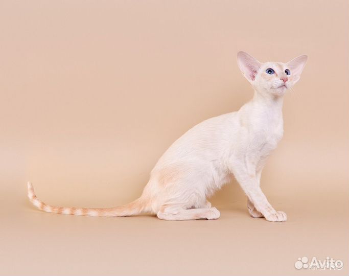 Сиамо-ориентал