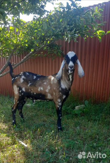 Англо нубийский козел