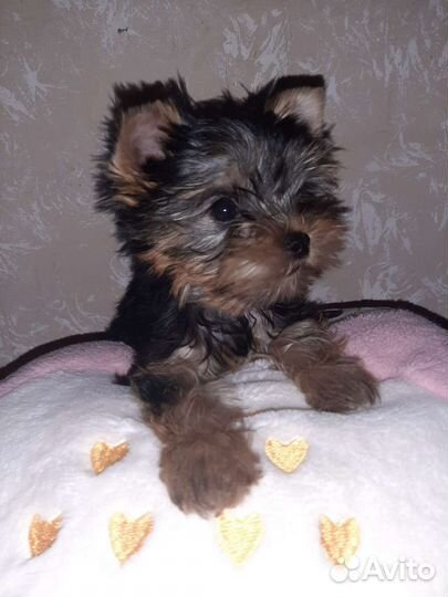 Йоркширский терьер