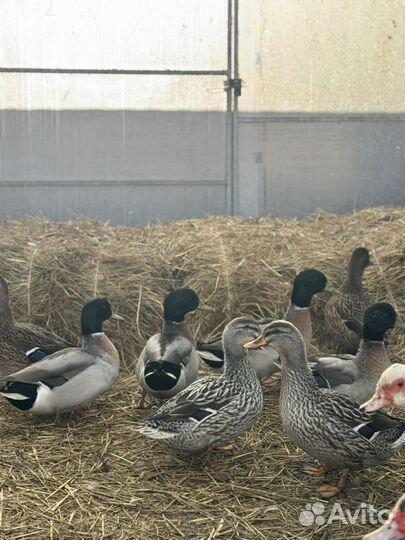 Утка подсадная