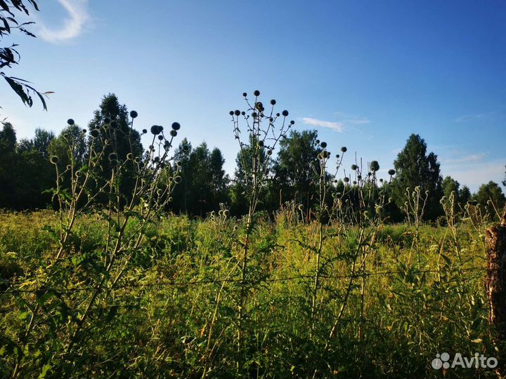 Семена мордовника шароголового