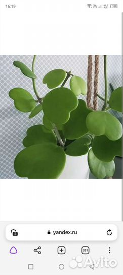 Орхидея Хойя Керри