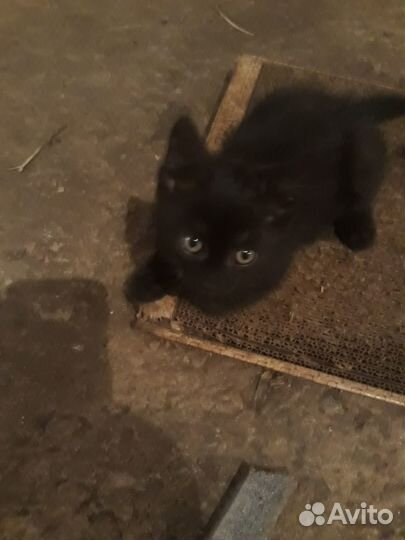 Отдам котят