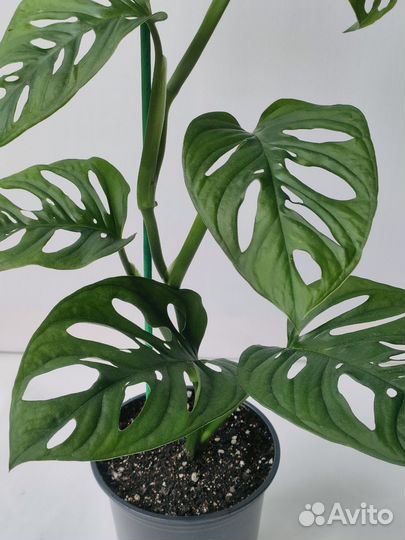 Монстера Адансона