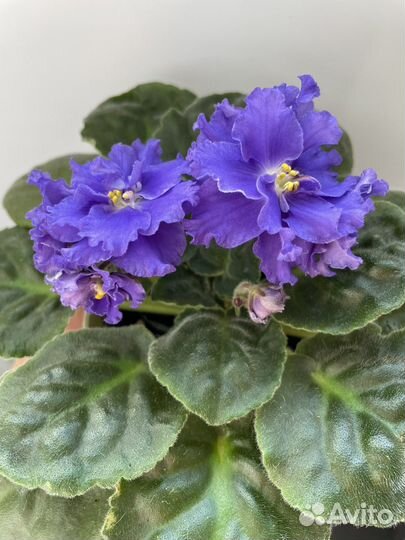 Фиалка ек Севастопольский Вальс цветущая