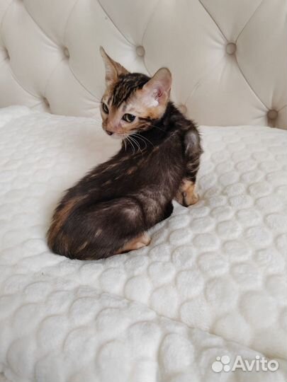 Бенгальская