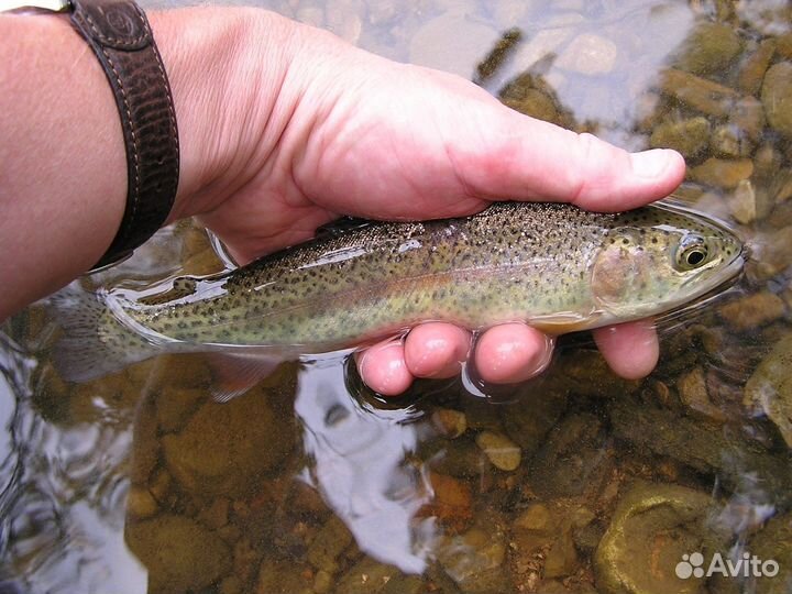 Малек форели