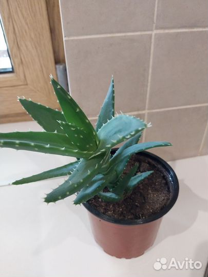 Комнатные цветы алоэ