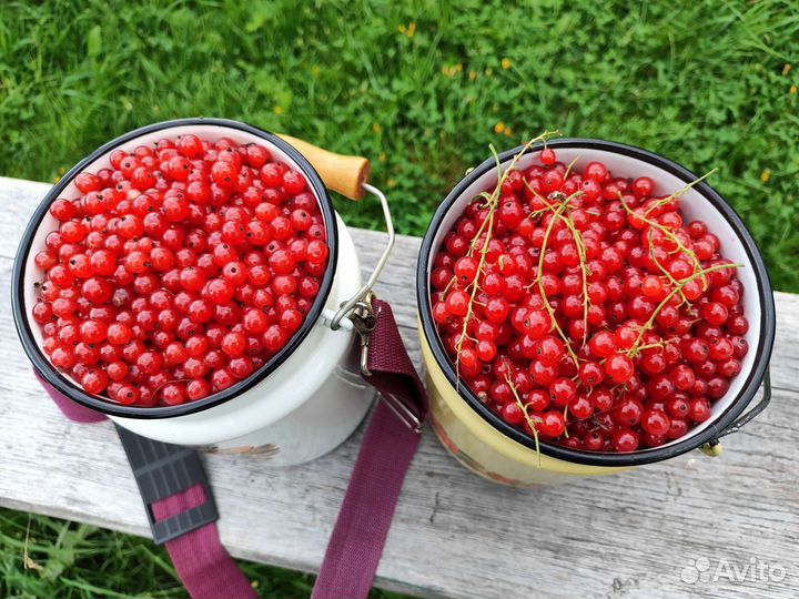 Продам красную смородину