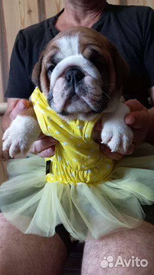 Английский бульдог