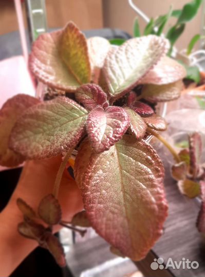 Эписция, окалис