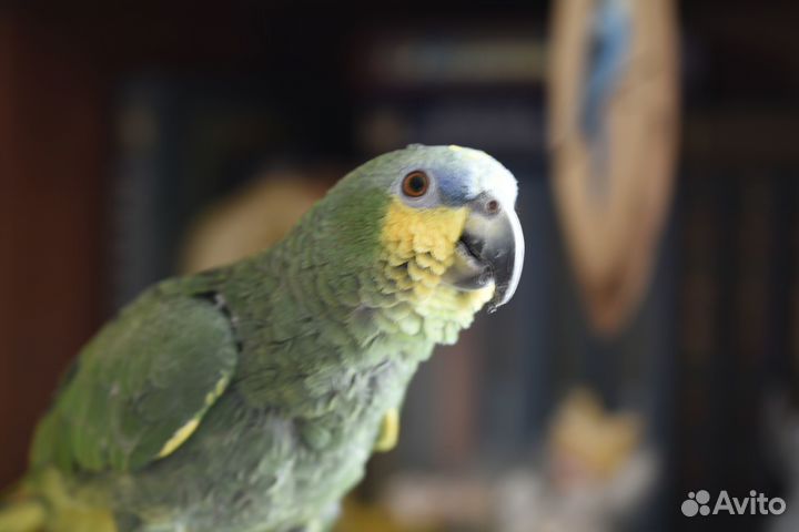 Продам попугая