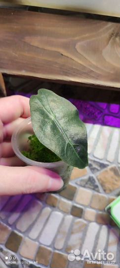 Алоказия полли