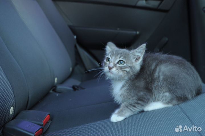 Котик в добрые руки