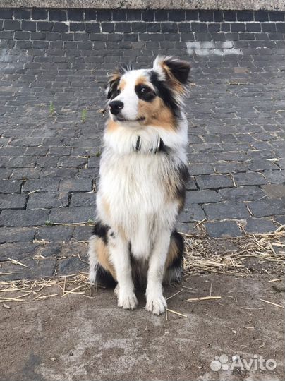 Автралийская овчарка (Аусси)