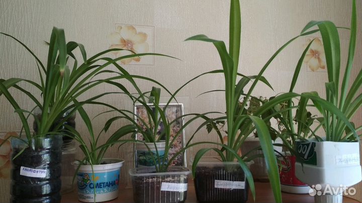 Хлорофитум