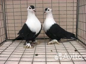 Голуби киевские светляки черные