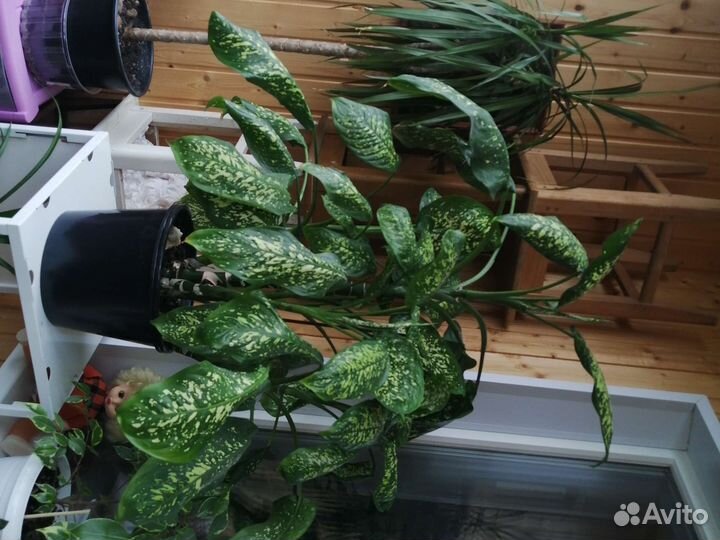 Диффенбахия