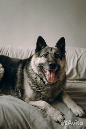 Собака в дар/метис овчарки бесплатно в добрые руки
