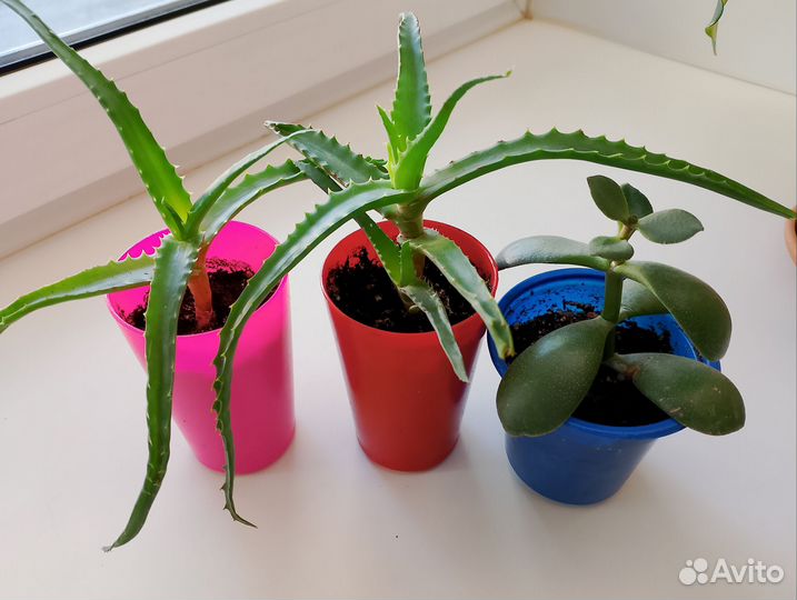 Алоэ, Толстянка (Крассула Овата, Денежное дерево)