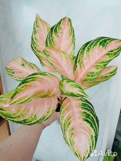 Аглаонемы 22