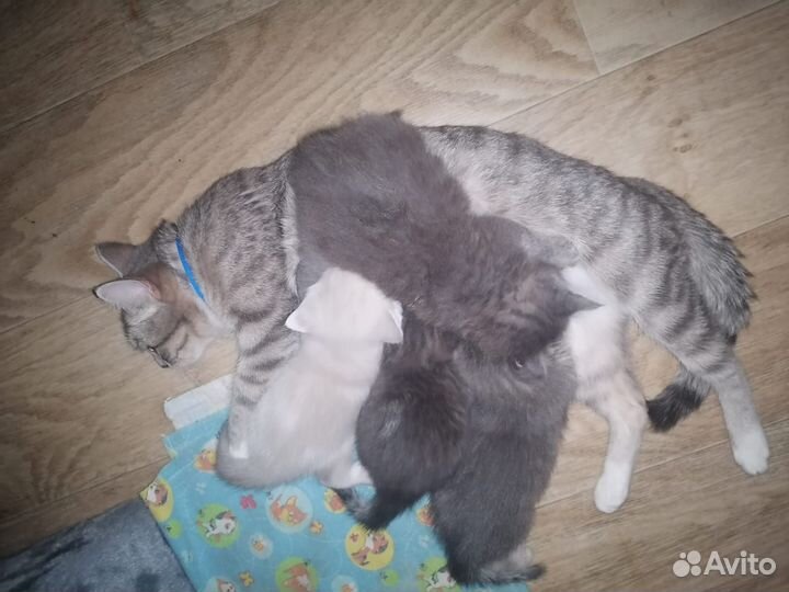 Котята ищут дом