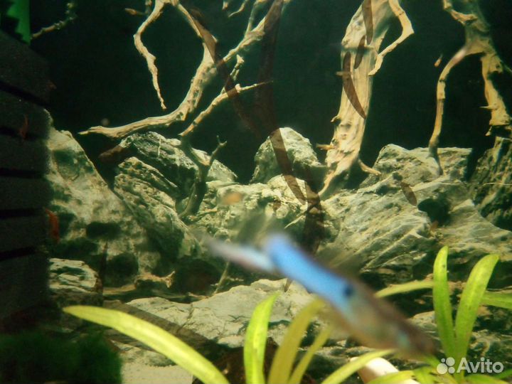 Гуппи (подростки)