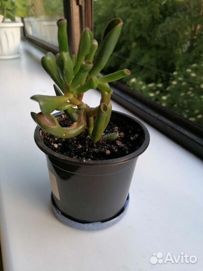 Красула хоббит