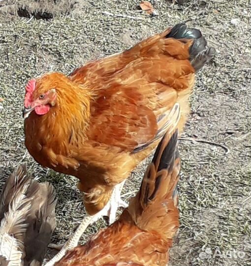Продам петуха