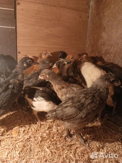 Цыплята разных пород
