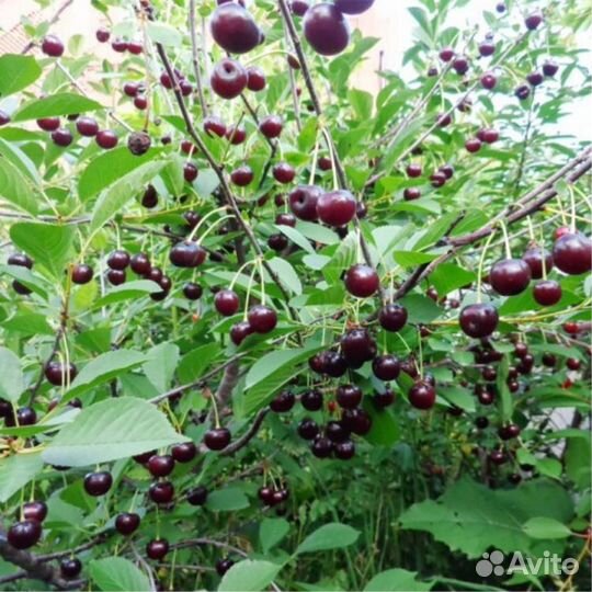 Вишня саженцы