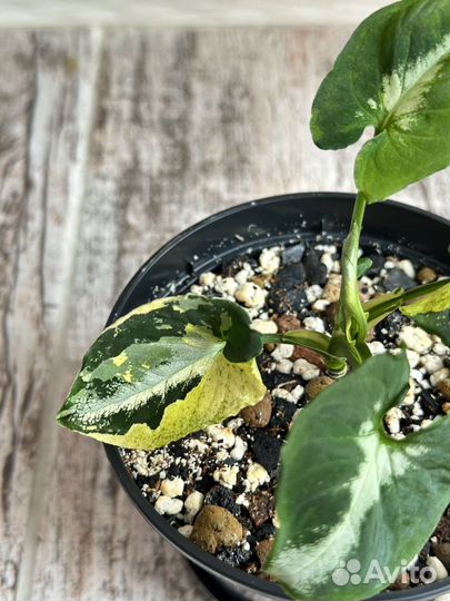 Сингониум яичница