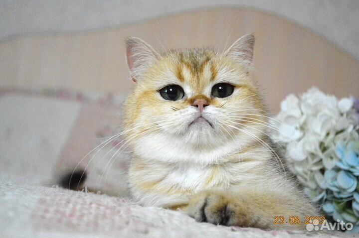 Британские леди